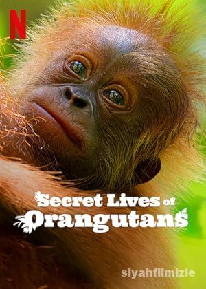 Orangutanların Gizli Yaşamı 2024 Filmi Türkçe Dublaj izle